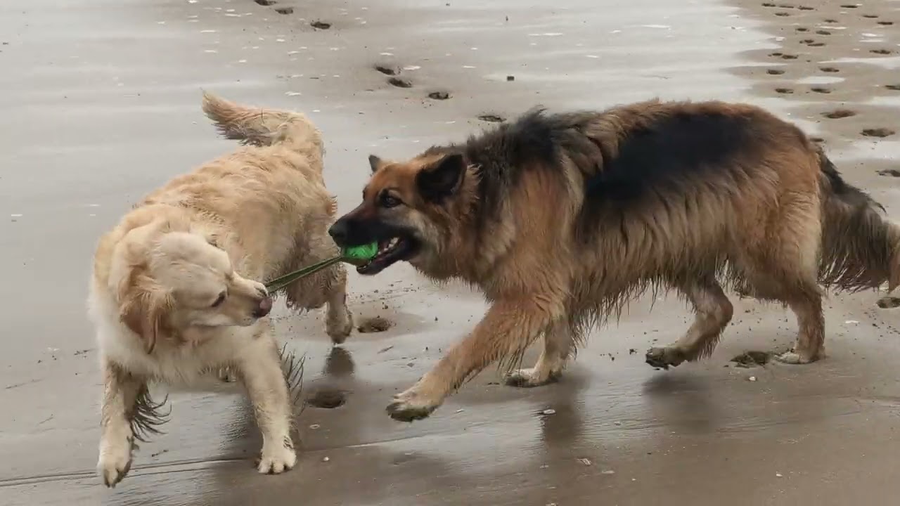Doggy beach olympics who will win 