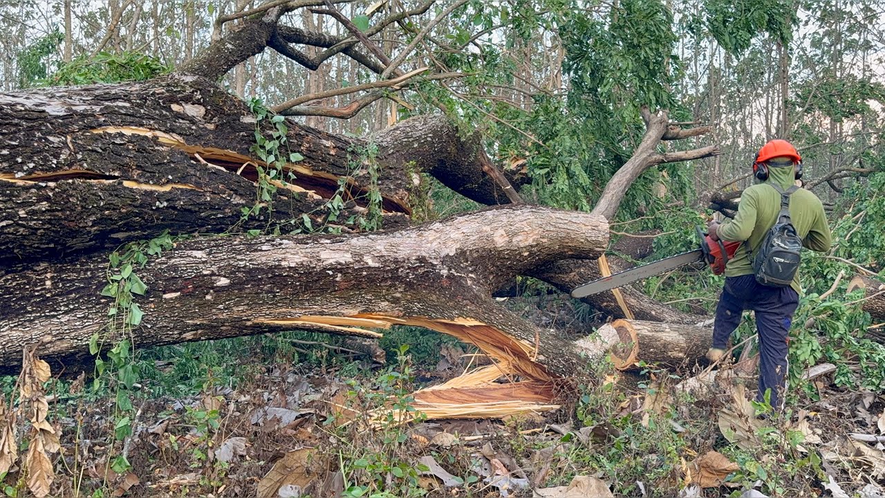 Failed logging… The tree shattered into pieces‼️