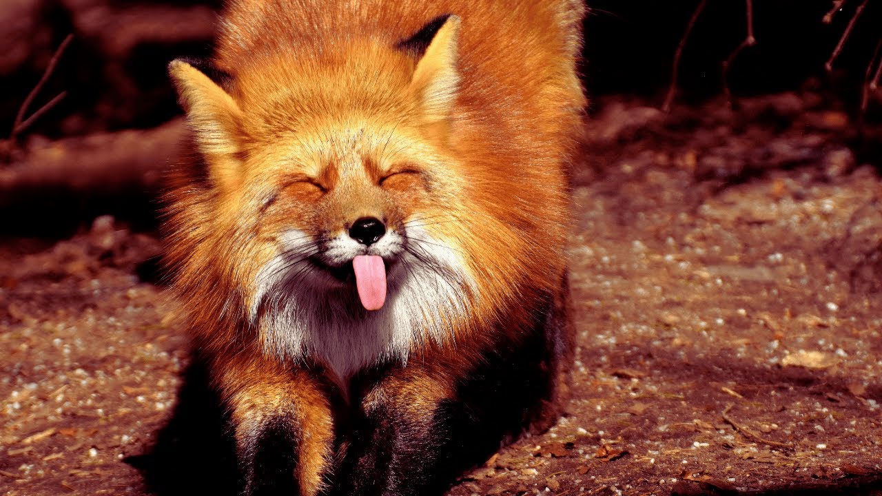 Red Fox Secrets: The Clever, Cozy Trickster of Fall and Winter