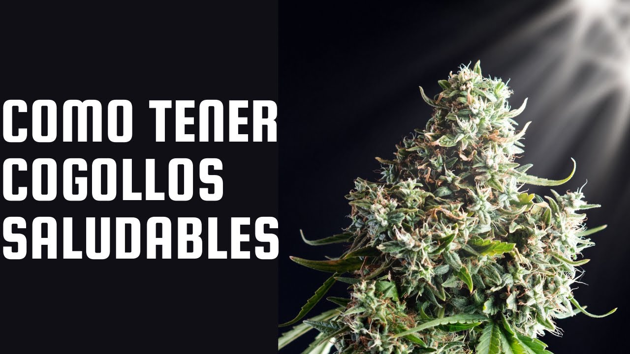 Consejos para la etapa de floraci&oacute;n en plantas de cannabis - Marijuana