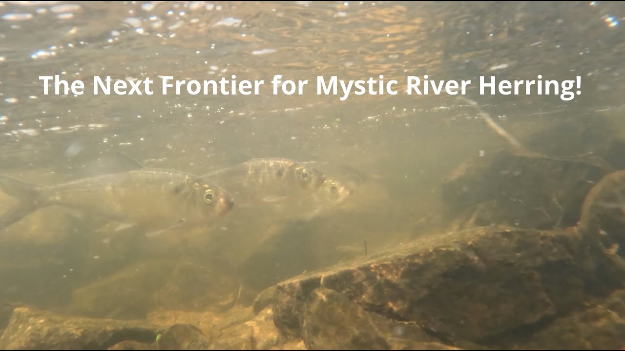 The Mystic River Herring Migration: Next Step, Horn Pond