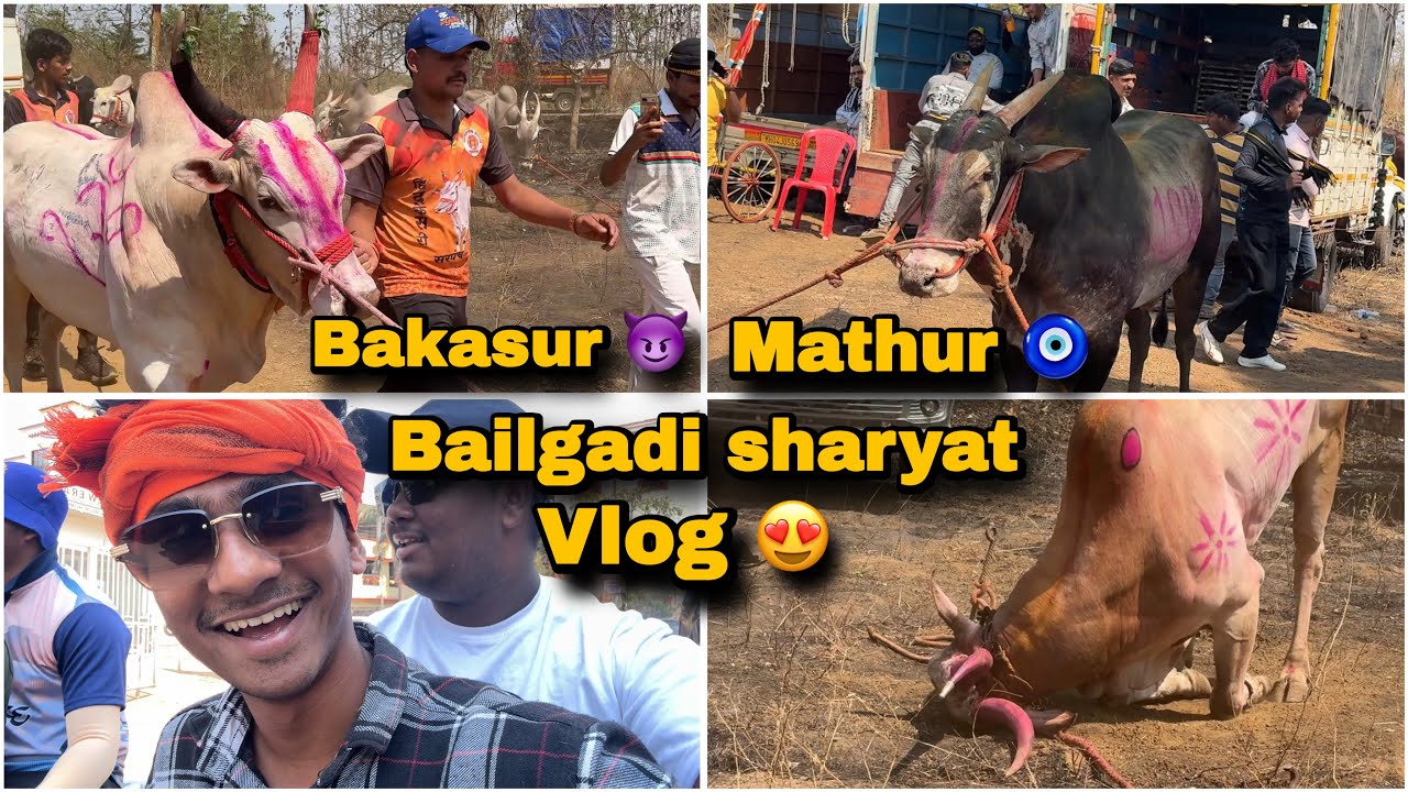Bailgadi sharyat vlog || tirriivlogs || Vinayaksalunke 