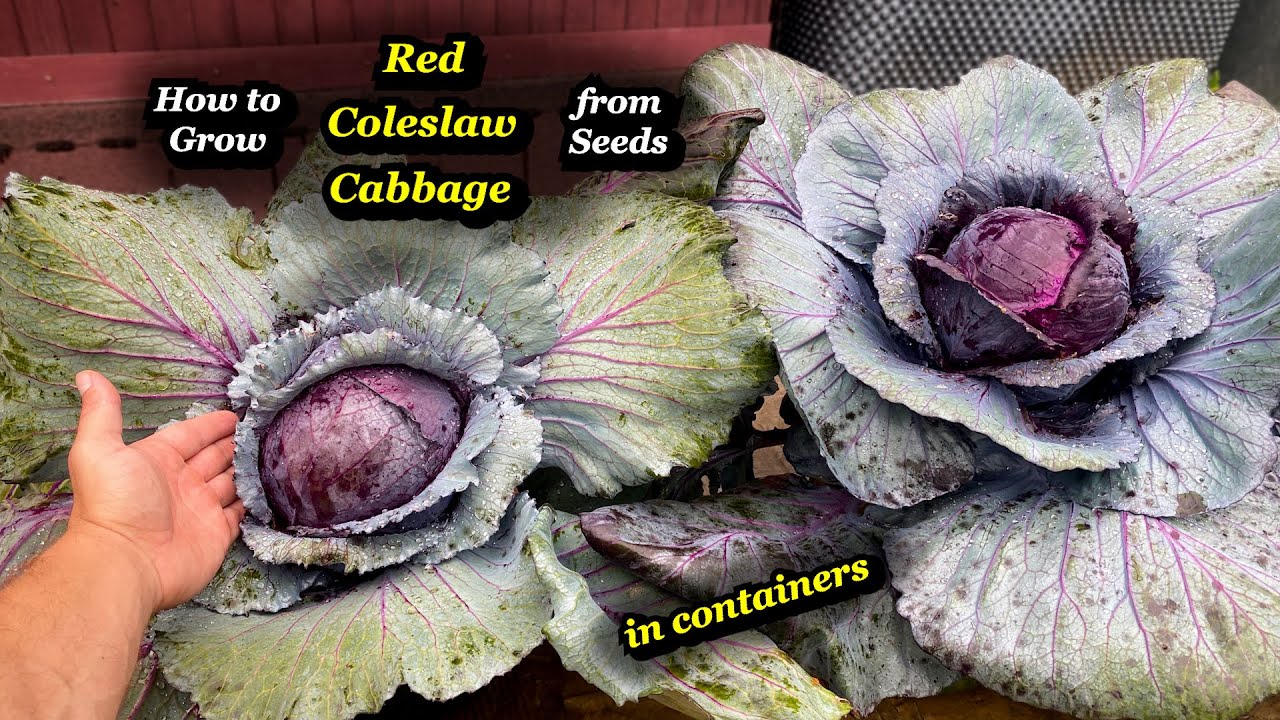 Growing Red Coleslaw Cabbage from Seed to Harvest in Containers & Bags &ndash; Step by Step