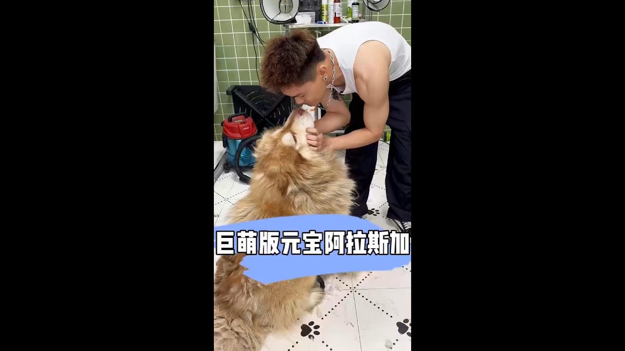 巨萌版元宝阿拉斯加