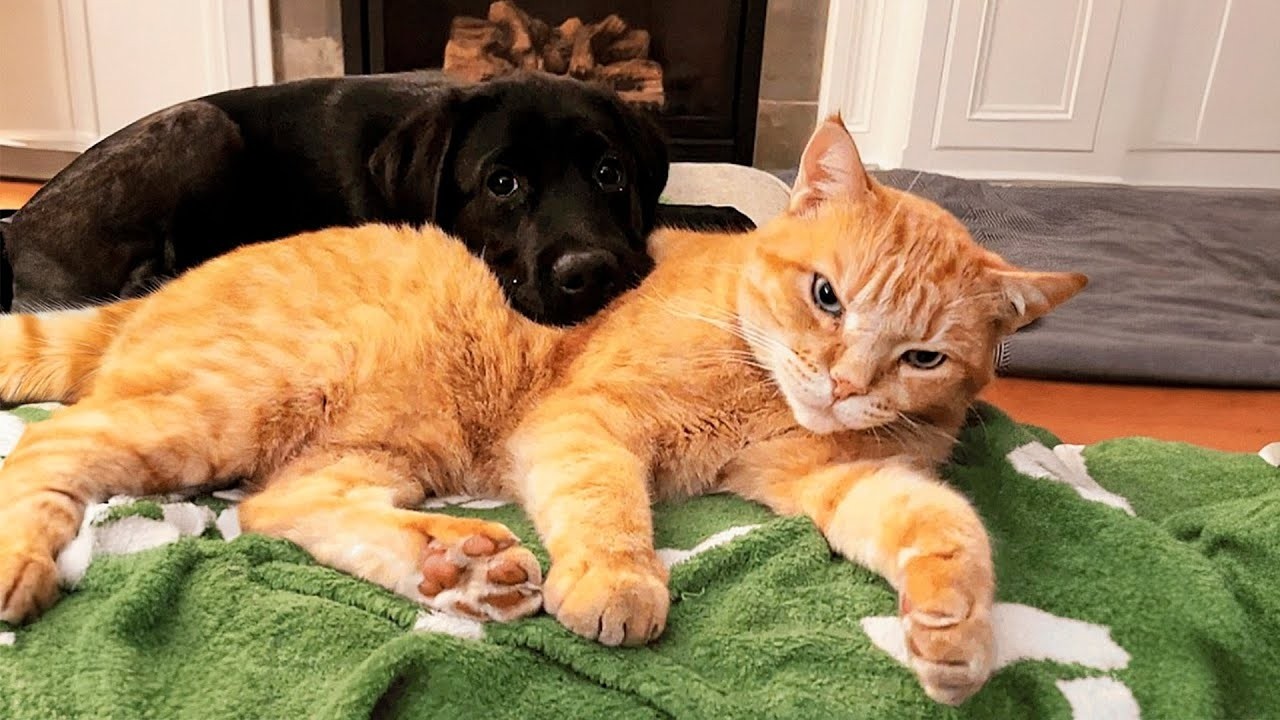Puppy Fell in Love With the Cat — The Cat Pretends He Doesn’t Care