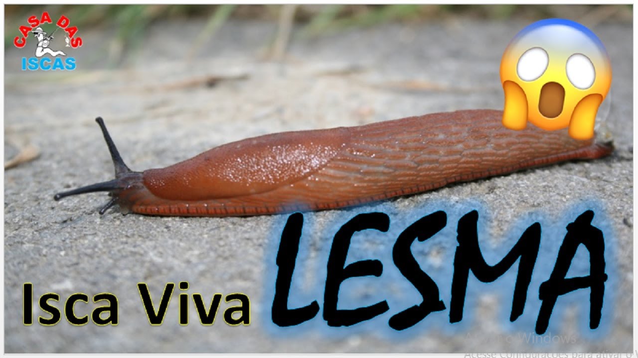 LESMAS - A ISCA FAVORITA DOS PESQUEIROS