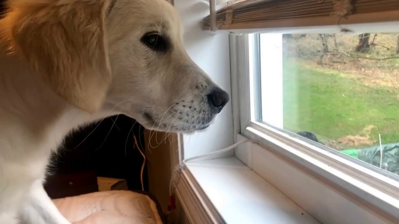 BEST DOGS OF INSTAGRAM! WINTERRRCOOK TAKES ON YOUTUBE! QUARANTINE STYLE! 4/19/20
