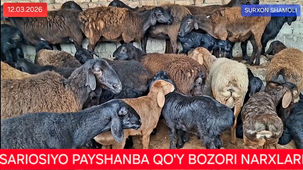 12.03.2026 SARIOSIYO PAYSHANBA QO'Y BOZORIDAGI NARXLAR