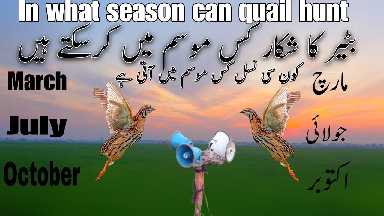 How To Wilde Quail Hunting | Batair ka shikar 2026