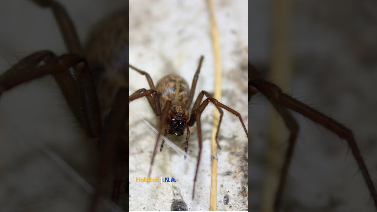 Пять самых опасных пауков Северной Америки 🕷️ | Будьте в курсе, берегите себя!