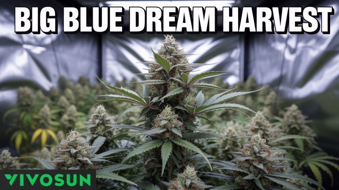 Blue Dream Harvest Time! Cut, Hang, and Dry | Indoor Grow Update