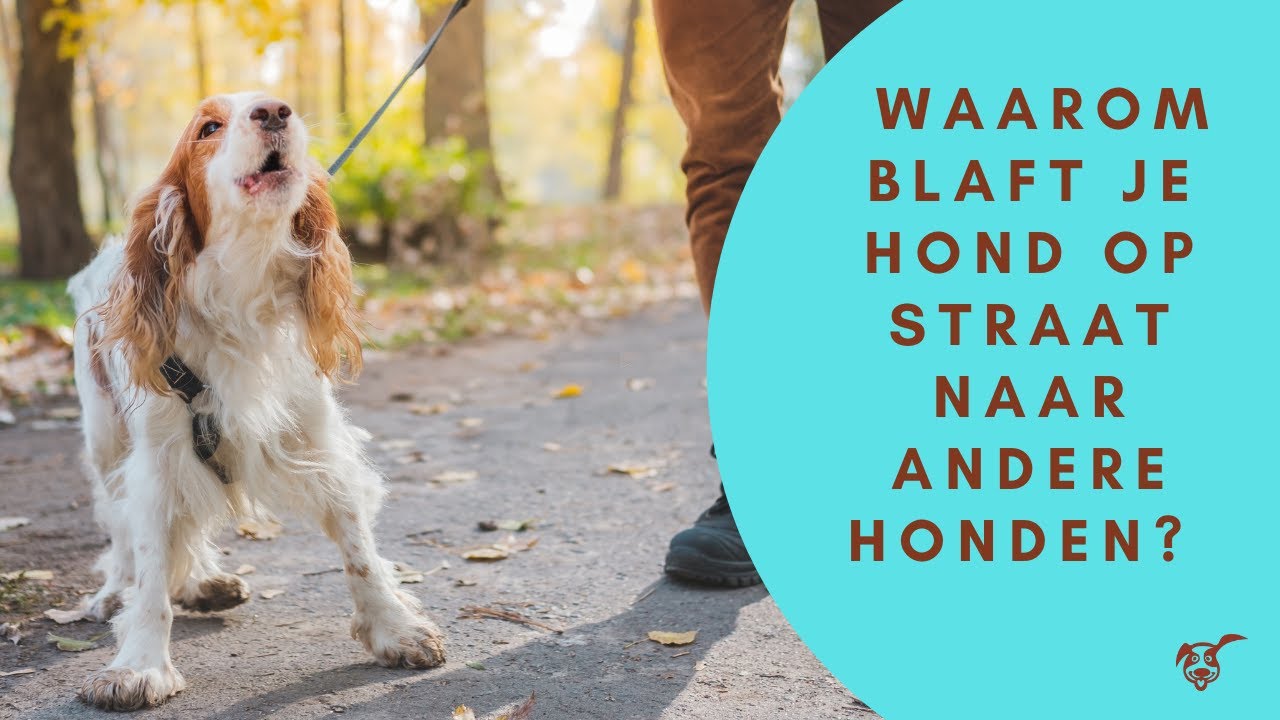 Waarom blaft je hond op straat naar andere honden?