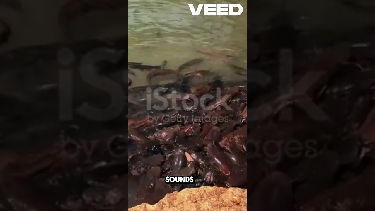"Unbelievable Facts About Catfish You Never Knew!"