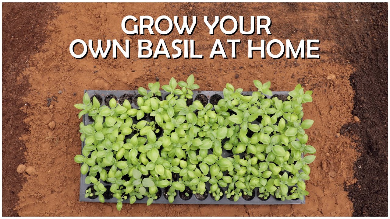 Basil || Grow Your Own Fresh Herbs at Home