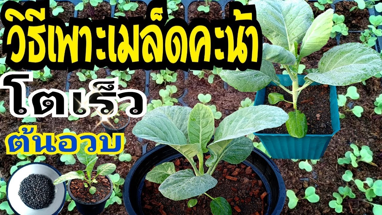 วิธีเพาะเมล็ดคะน้า ให้โตเร็ว ต้นอวบ ใบใหญ่ | How to plant kale seeds