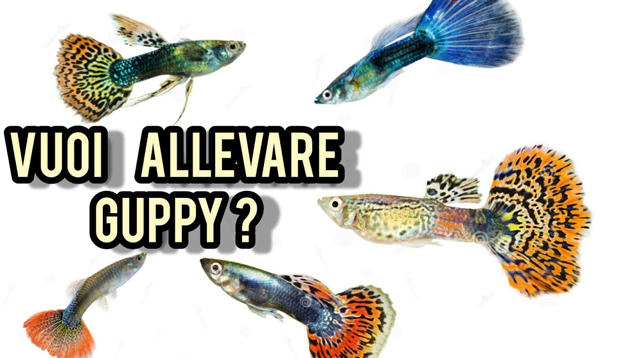 Guppy : tutto su Allevamento, alimentazione e riproduzione in acquario