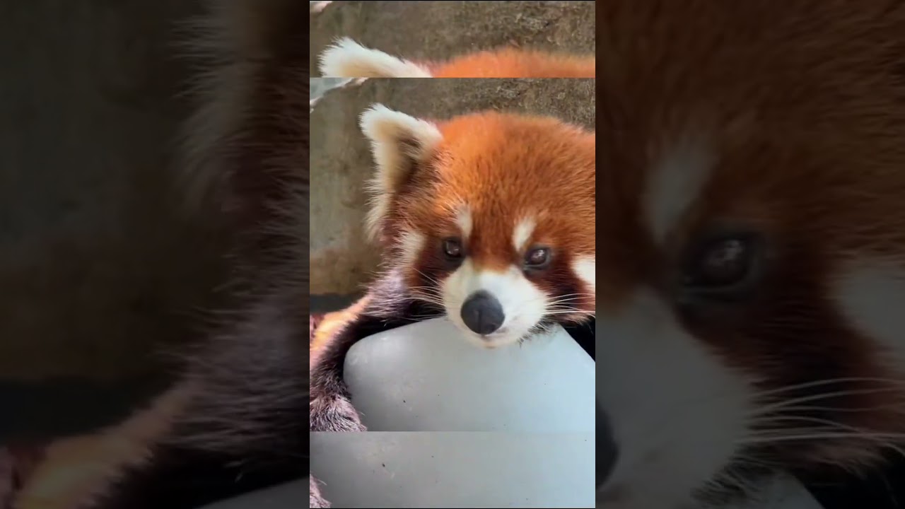 Red panda