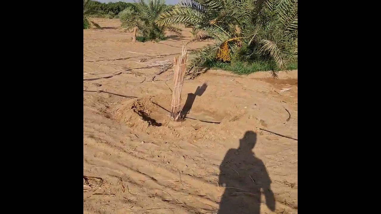 مزرعة الأحلام السعيده 🌴😅❤️ #جريين_بالم_نبني_لمستقبلك 01022670613 م/ياسين محمد الأمين 