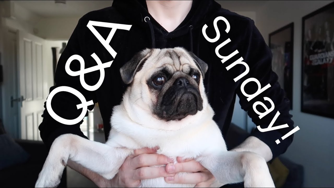 Q&A Sunday! | The first ..