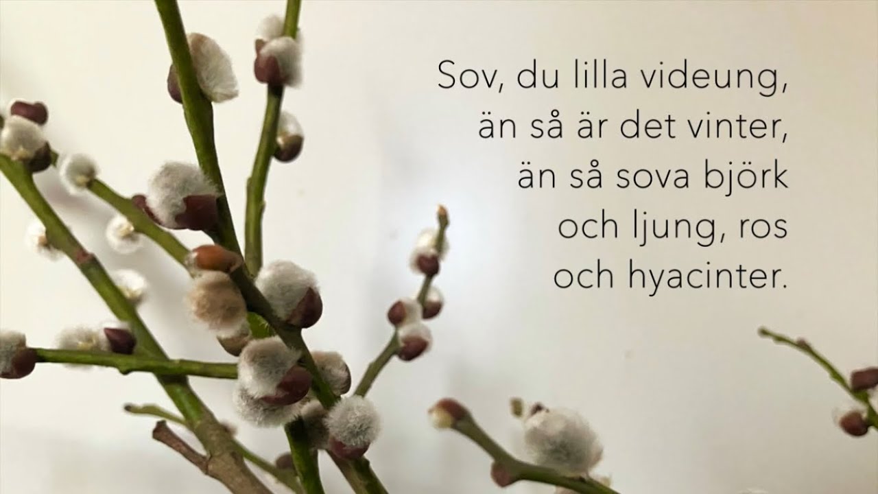 Videvisan (med text) | Sov du lilla videung | Zacharias Topelius/Alice Tegnér