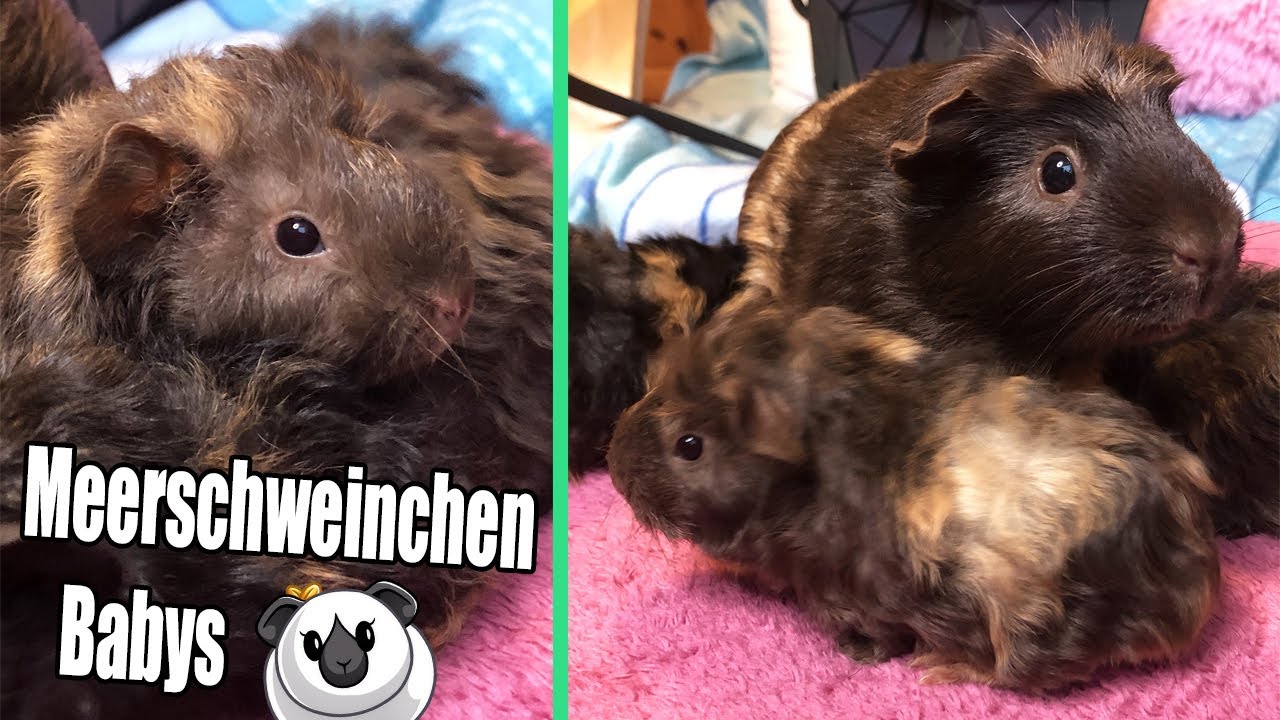 Meerschweinchen Babys mit denen keiner gerechnet hat 😱💚 | Die Meeries