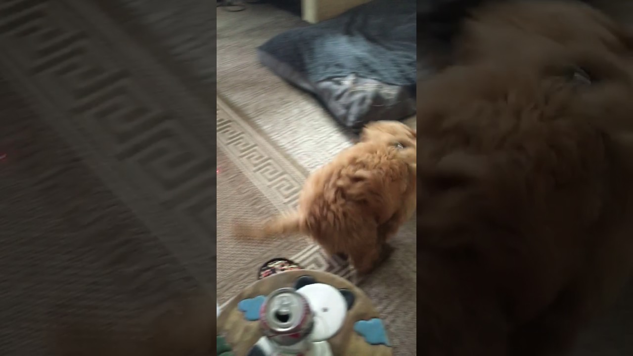 Dog chasing laser then pee's on new carpet.