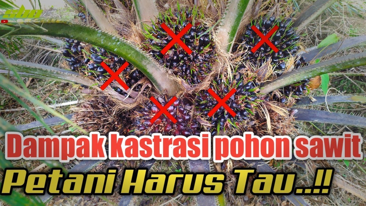 DAMPAK DARI KASTRASI PADA POHON SAWIT