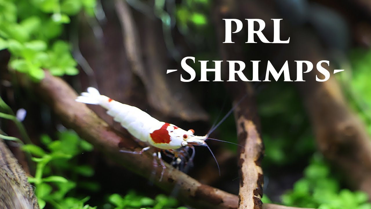 PRL Shrimps