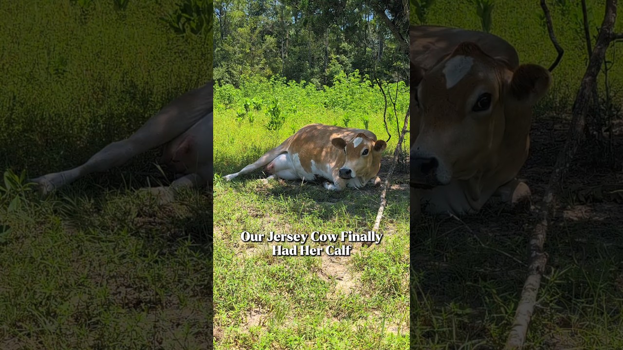 Наша молочная корова родила в 46-градусную жару! 🥵🐮
