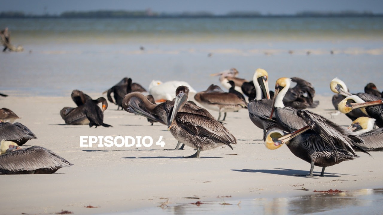 La mercantilización de la naturaleza | Isla de Holbox. | Cicloviaje documental.