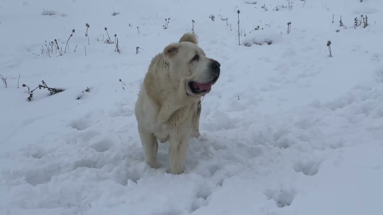 O parte din canii canisa Piscul Domnului