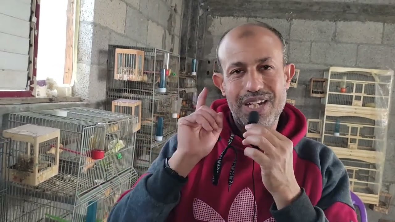 معلومات جديدة في إنتاج وتربية الكناري للمحترفين والمبتدئين