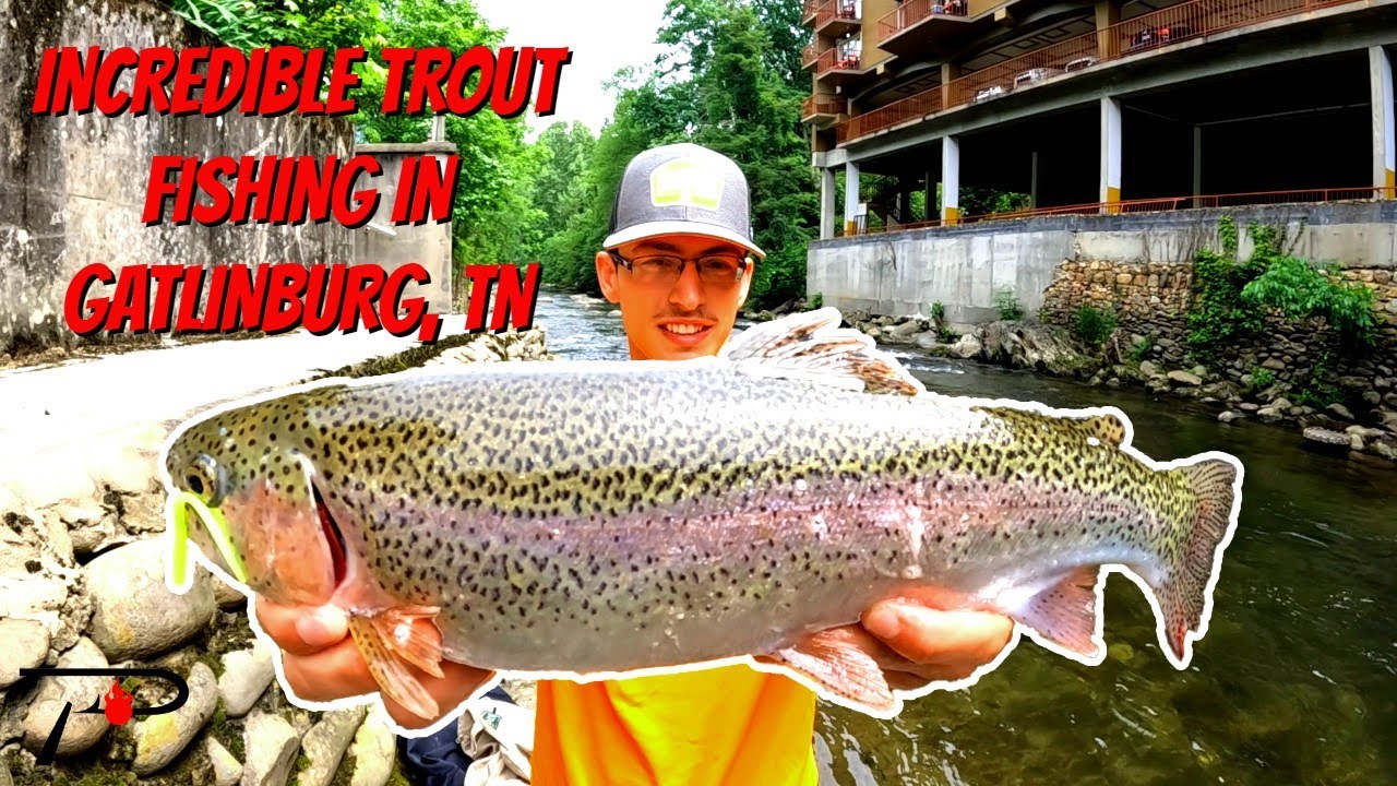 Incredible Trout Fishing in Gatlinburg