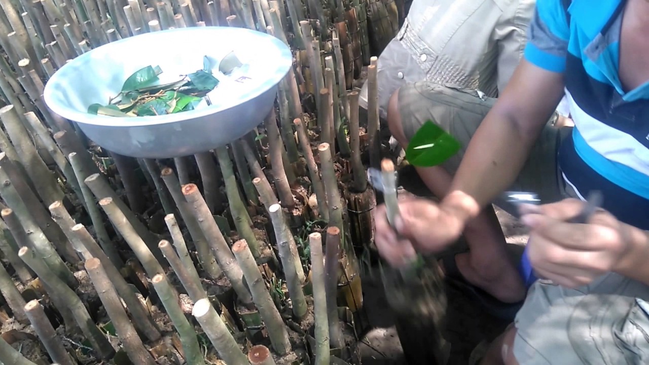 Durian grafting actual in seedling garden