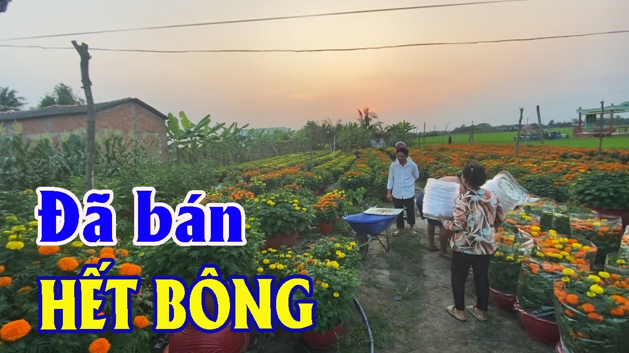 Vườn Bông Vạn Thọ Đã Hết Vì Được Nhiều Người Ủng Hộ | Góc Miền Tây #584
