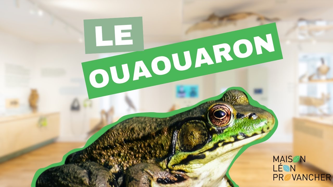 Le ouaouaron : la plus grosse grenouille d'Amérique du Nord !