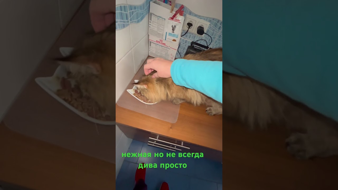 #кошки #cat #кошкa #cats #обзор #gatto #gatti #katze #katzen #кот #котики #коты #котик #домашниеживо