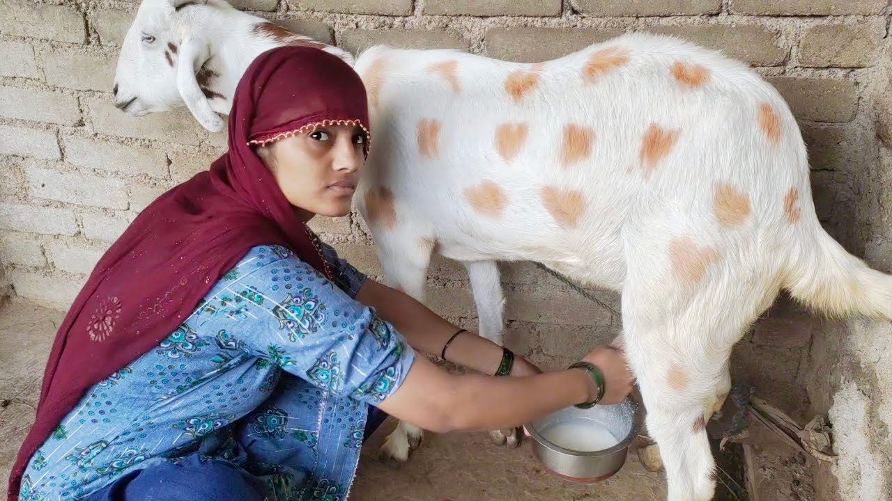 goat milking #goatfarming #villagelife #dailyvlog