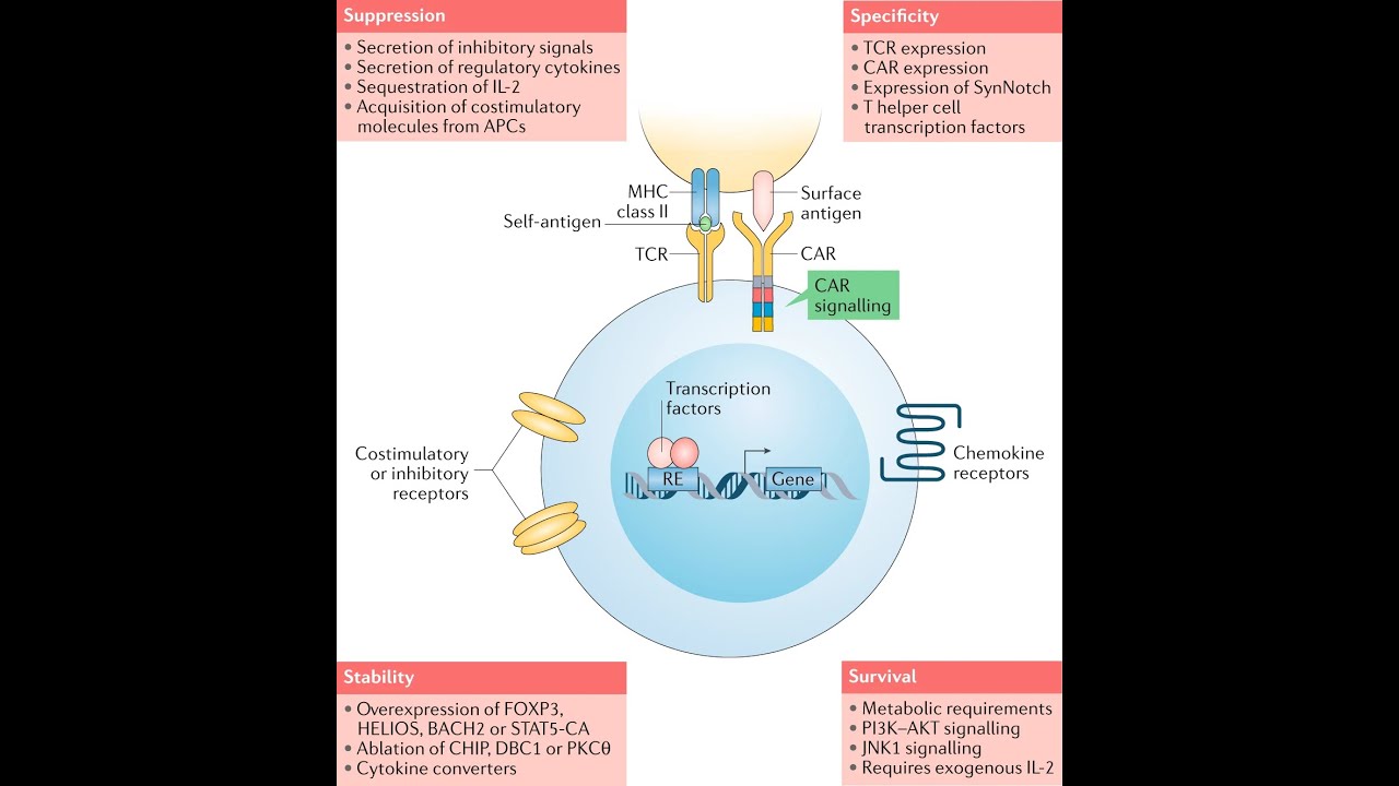 HIRN Webinar: A Roadmap to Restoring Tolerance in Type 1 Diabetes: CAR Tregs & Beyond