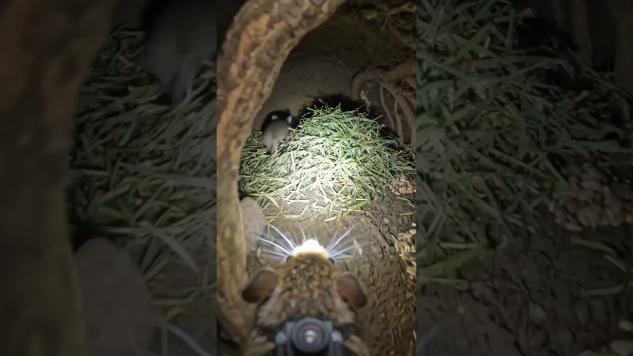 Inside the Hidden World of Harvest Mice | Ultra-Realistic Micro-Camera Footage #WildlifeScience
