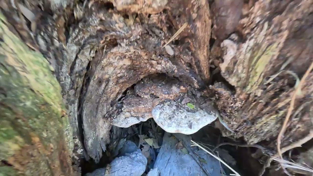 Видео прогулки по реке Бастроп в Техасе