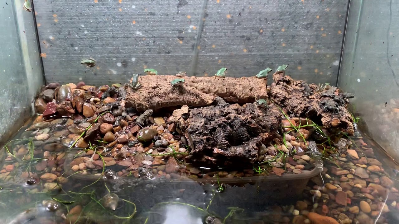 hyla arborea and bombina Variegata cb 2019