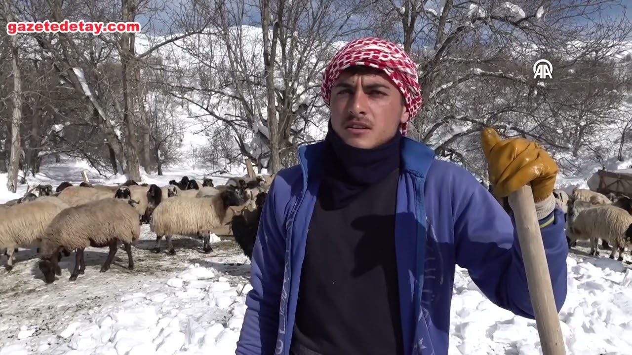 Hakkari’de 2 metreyi aşan kar besicilerin hayatını felç etti