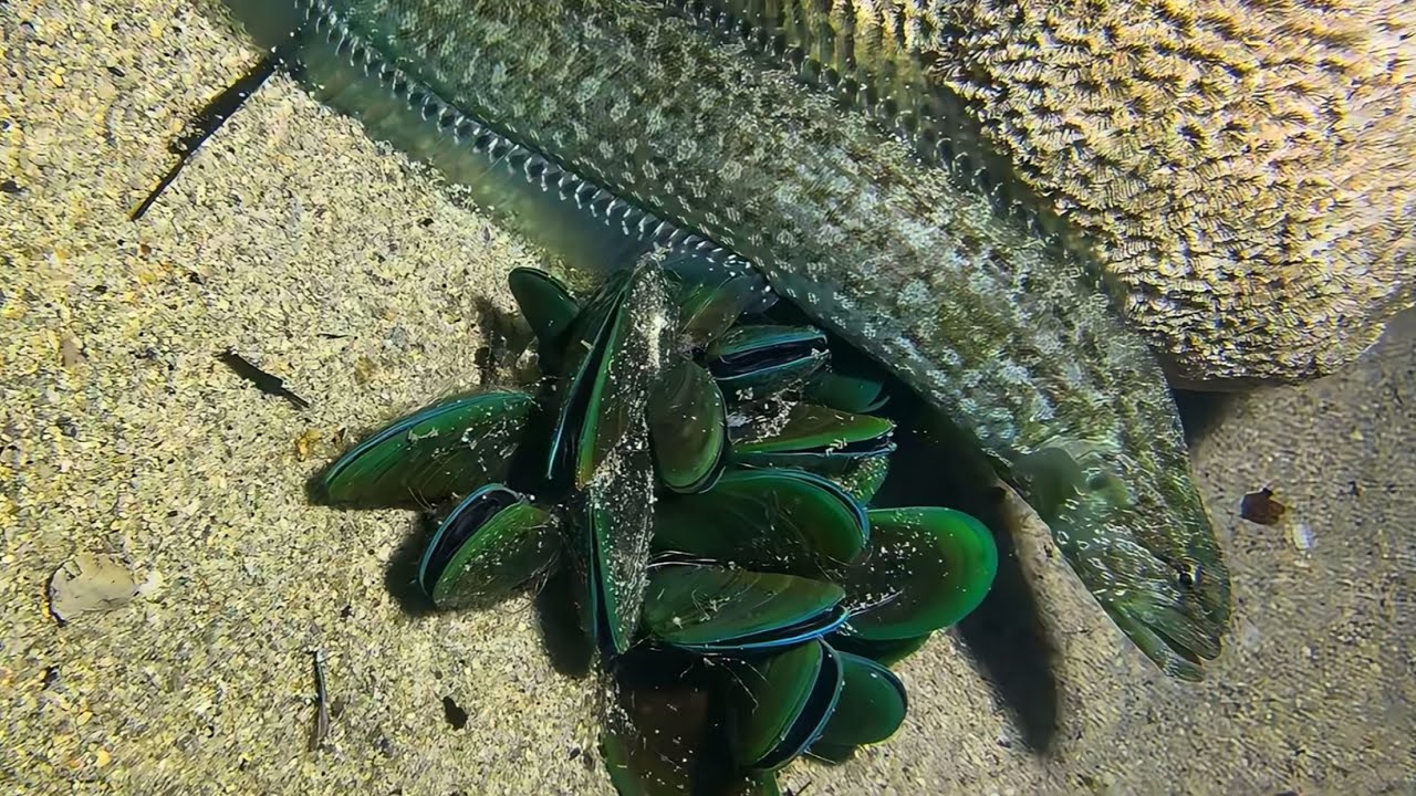 Live Stream 🟢 –Size Competition - Biggest Record？ #diving #fishing #seafood #shorts