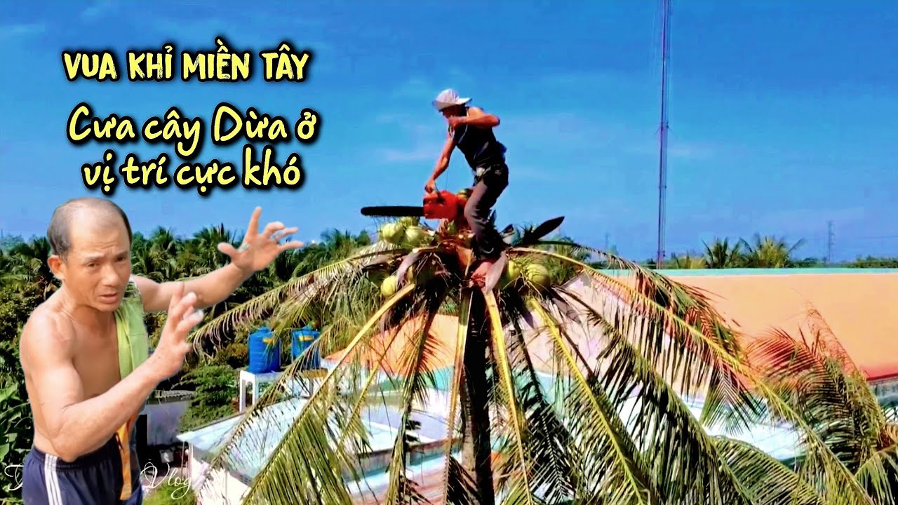 Thót tim! Bằng Cách Nào Vua Khỉ Có Thể Cưa Cây Dừa Ở Vị Trí Khó Như Vậy. Cutting Coconut tree