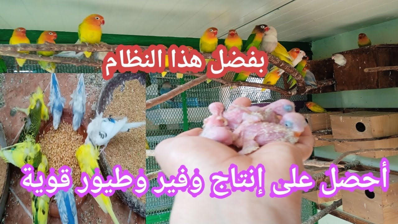 نظام غذائي بسيط سيحفز طيورك على التزاوج والانتاج 🤔