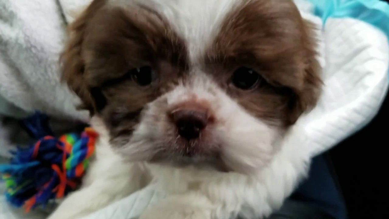 Bring Home Our New Puppy (8 weeks old) - in the car