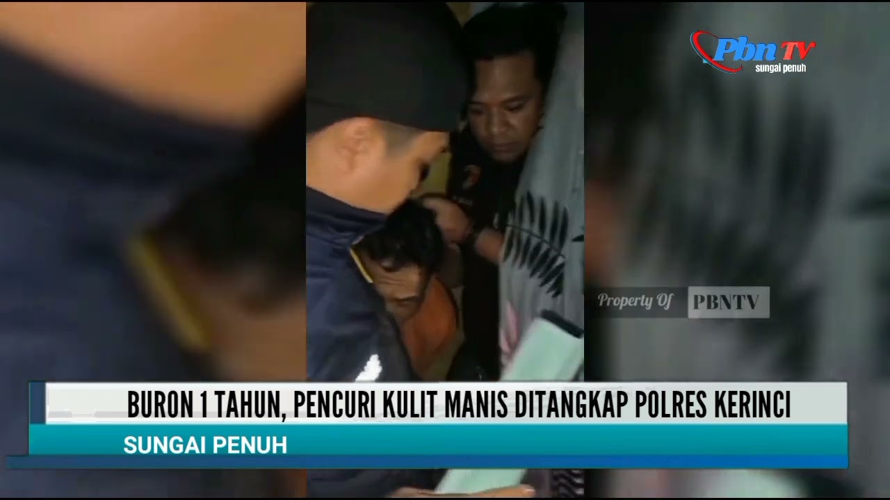 1 TAHUN BURON, TERSANGKA PENCURI KULIT MANIS DIRINGKUS SATRESKRIM POLRES KERINCI