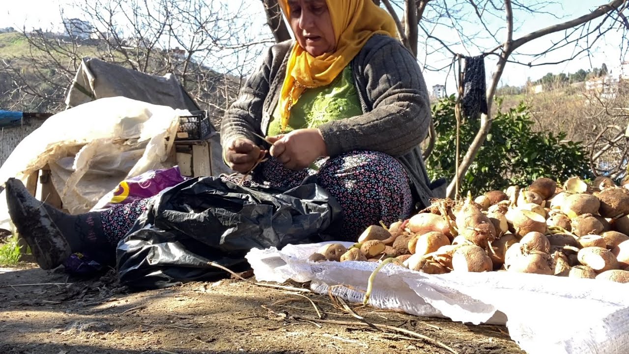 PATATES NASIL DİKİLİR DETAYLI ANLATIM ❓❓