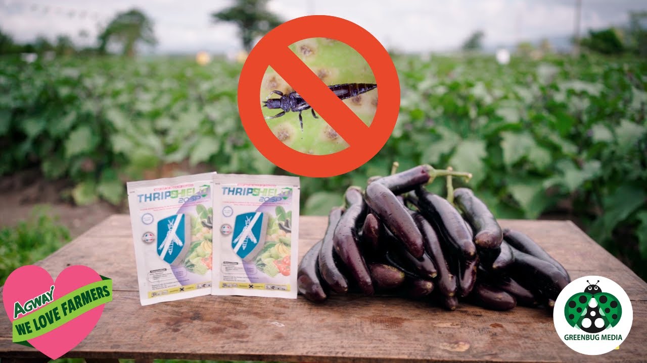 Greenbug Media Production | Thripshield Insecticide | Agway Chemicals Corp.